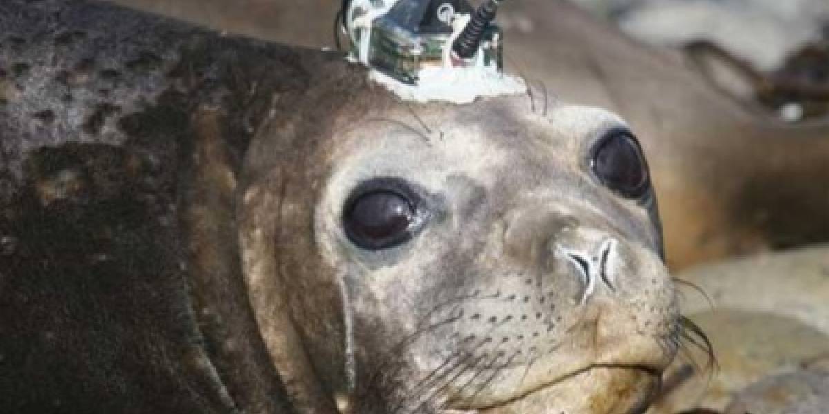 Focas elefante monitorearán la temperatura de los mares antárticos