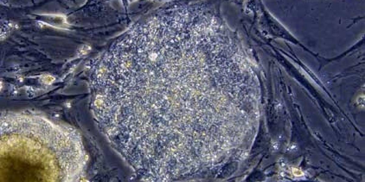 Reprograman células de la piel para funcionar como células madre en ratas