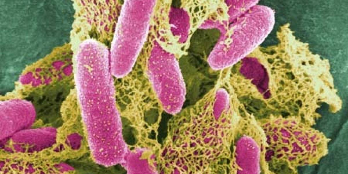 Bacterias estarían relacionadas con la muerte súbita en bebés