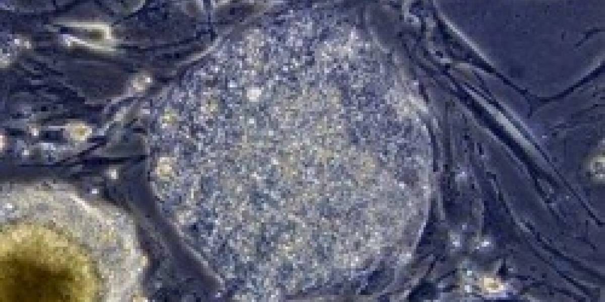Células madre de origen testicular serían alternativa a las embrionarias