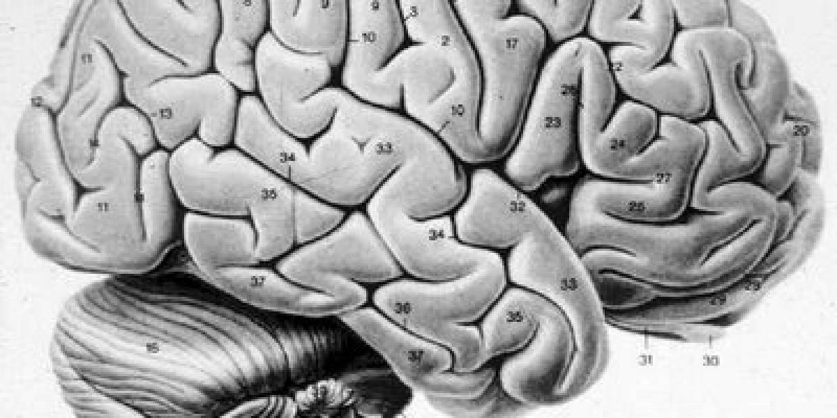 Estudio indica que el estrés crónico puede ser doblemente fatal para tu cerebro