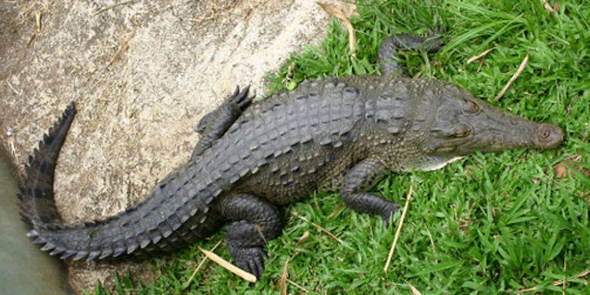 Un cocodrilo se niega a comer luego de tragarse un teléfono móvil