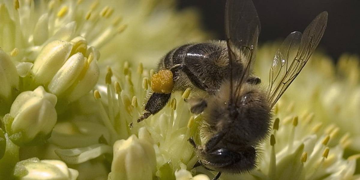 Las radiofrecuencias del celular están acabando con las abejas