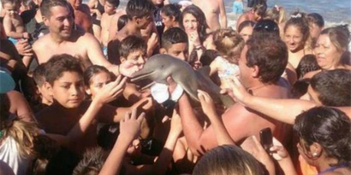 Delfín bebé muere por culpa de turistas que querian una selfie con él
