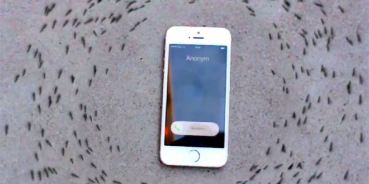 Así reaccionan las hormigas a la radiación electromagnética de un iPhone