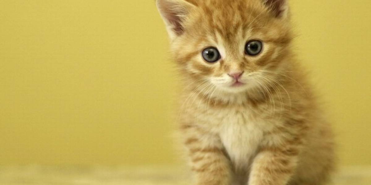 Uber lanza UberPET para que puedas viajar con tu mascota