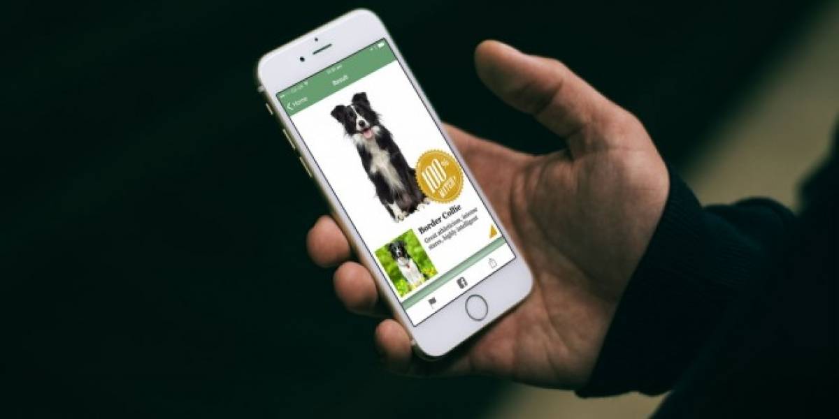 Esta app de Microsoft te dice cuál es la raza de tu perro