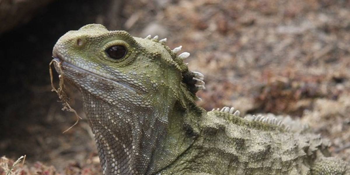 Los reptiles españoles inspiran una guía iOS