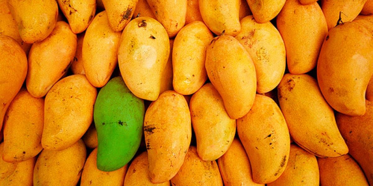 La actualización Mango será en realidad Windows Phone 7.5