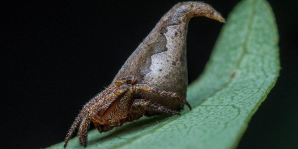 Científicos indios nombran a araña en homenaje a saga de Harry Potter
