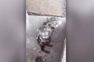 Ratón