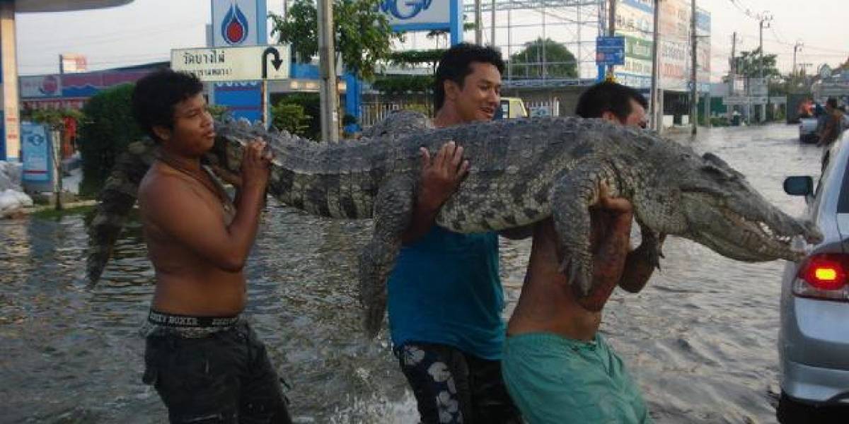 Problemas en Tailandia crecen por plagas de cocodrilos y serpientes