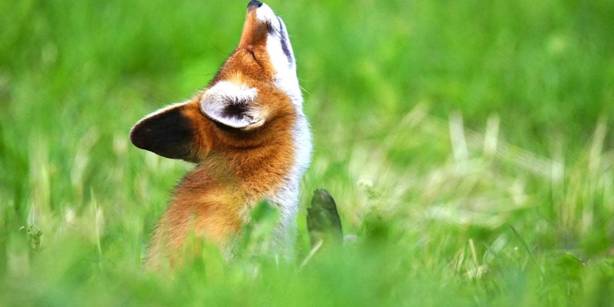 Mozilla lanza Firefox Rocket, un navegador ligero con ahorro de datos