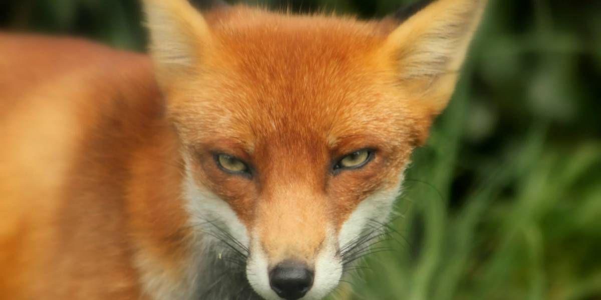 Firefox 57 para Android introducirá el nuevo aspecto Photon