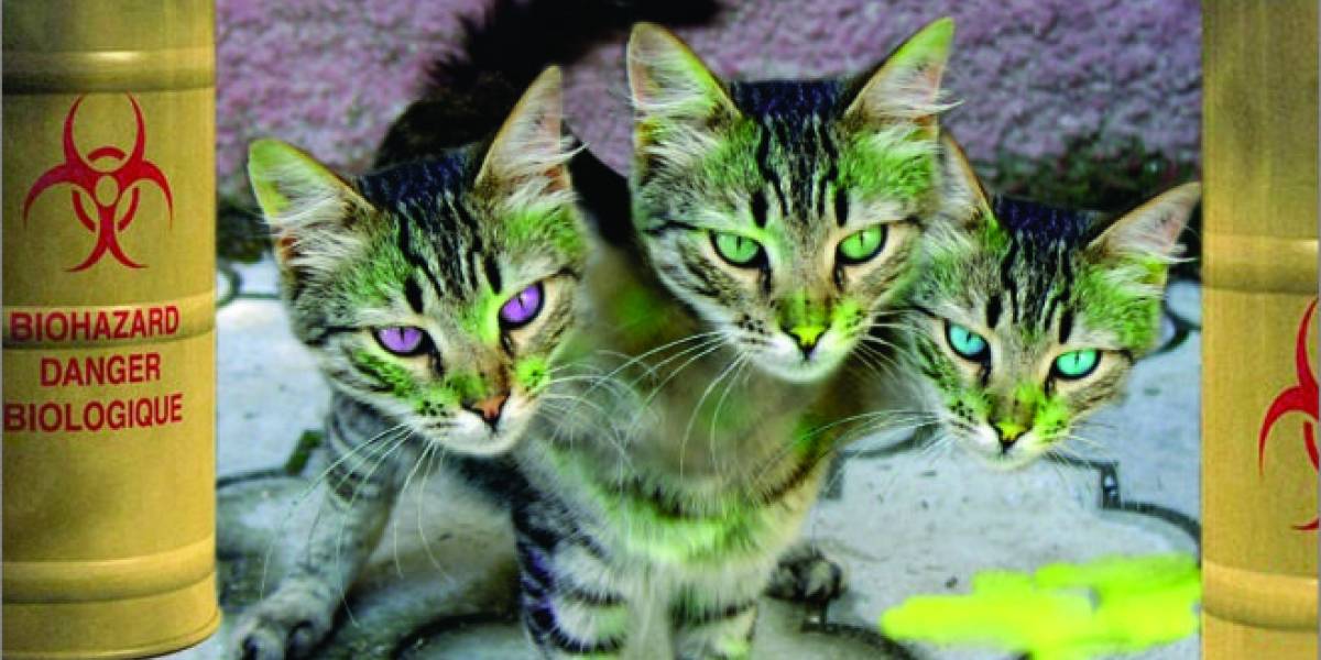 Poseer un gato puede anular la garantía de tu equipo HP