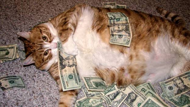 gatodinero624x0.jpg gatodinero624x0.jpg