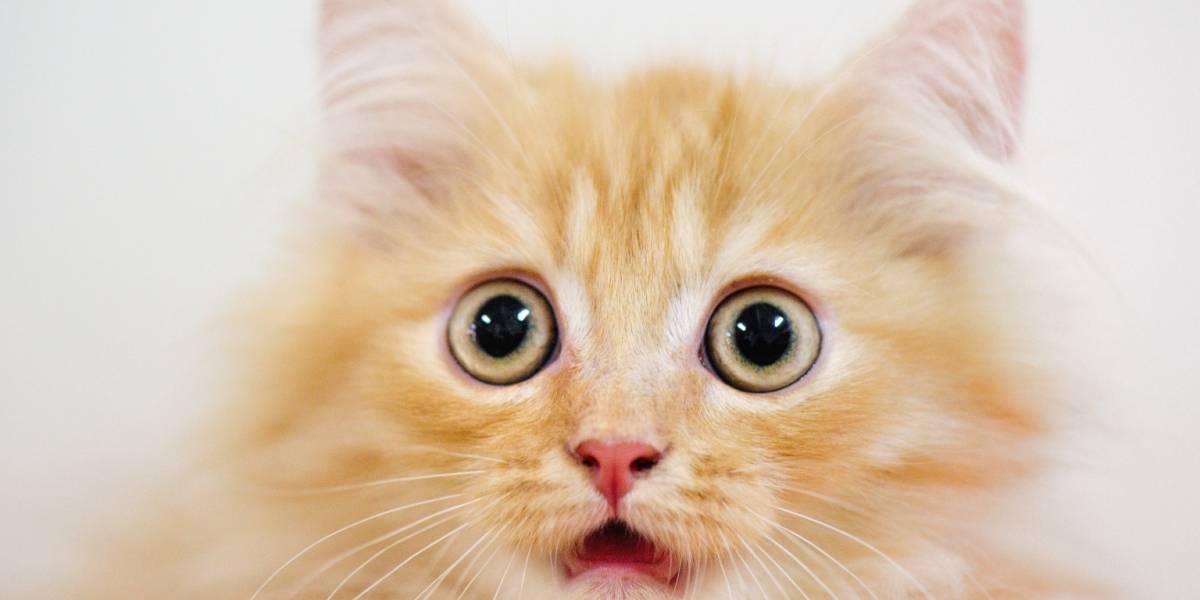 ¿Perros o gatos? estudio asegura que caninos son más queridos por los humanos