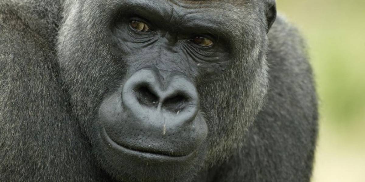 Gorilla Glass 5 en verdad quiere proteger tu teléfono de las caídas.