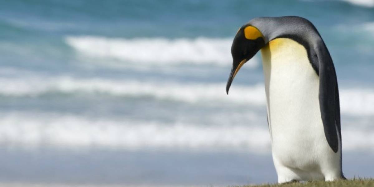 Descubren un troyano para Linux que toma capturas y graba audio