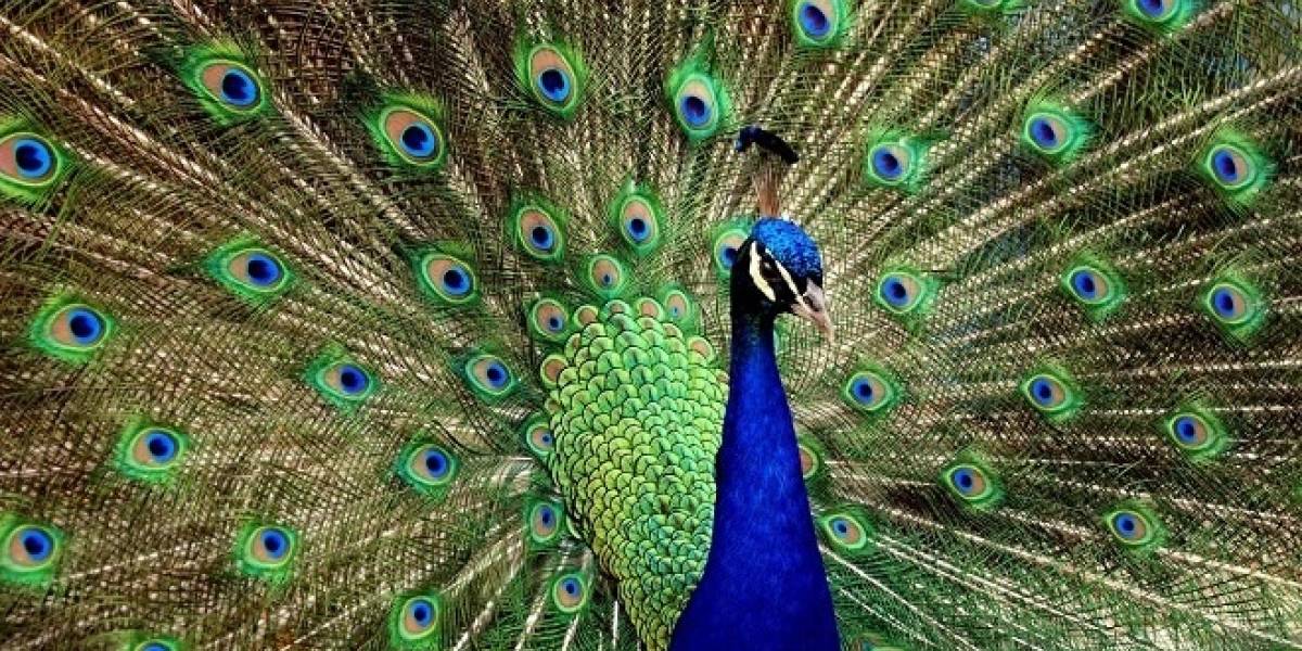 El Pavo Real podría definir la tecnología de la nueva generación de pantallas HD