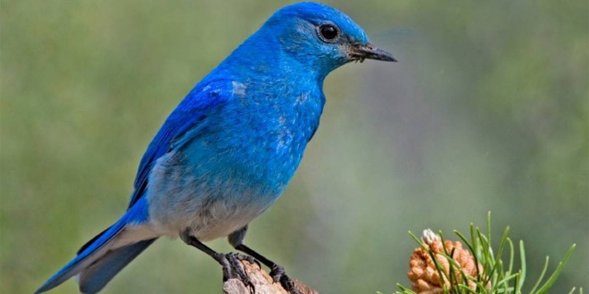 Twitter fue la red social más mencionada en medios de comunicación de 2011