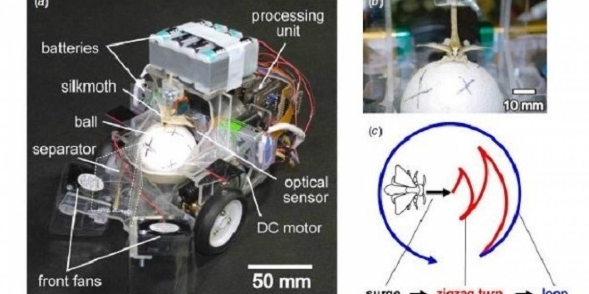 Polilla conduce un pequeño robot