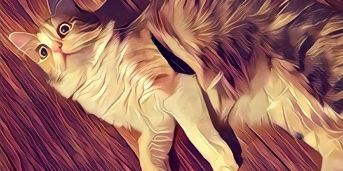 Prisma ya soporta videos en iOS y el modo offline llega a Android