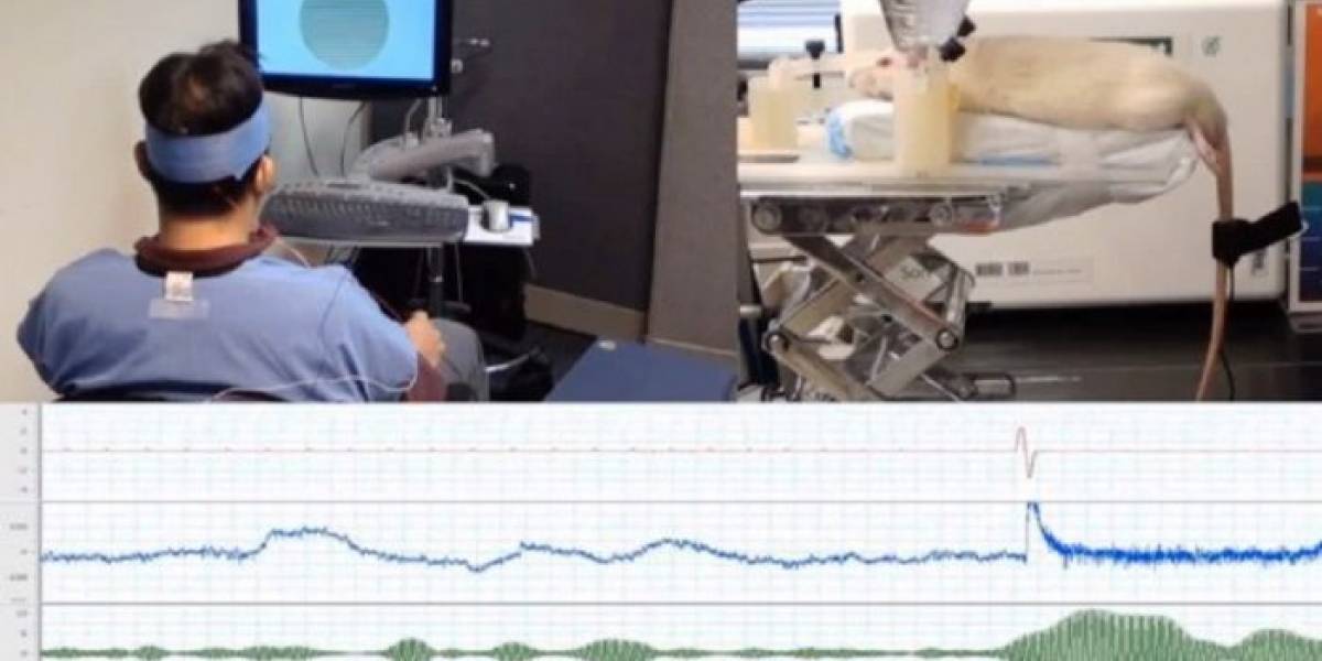 Universidad de Harvard crea interfaz que permite a humanos controlar una rata solo con el pensamiento