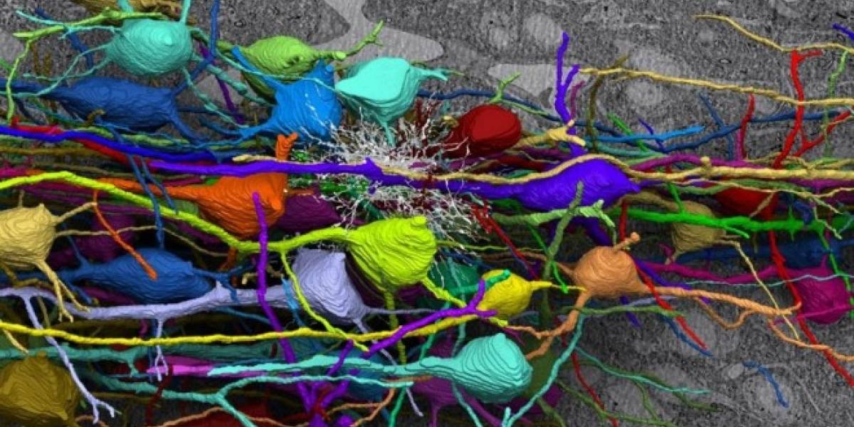 Científicos logran crear neuronas productoras de serotonina humana en un laboratorio