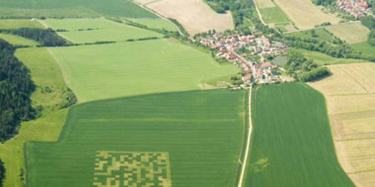 ¡Imágenes en campos de trigo!