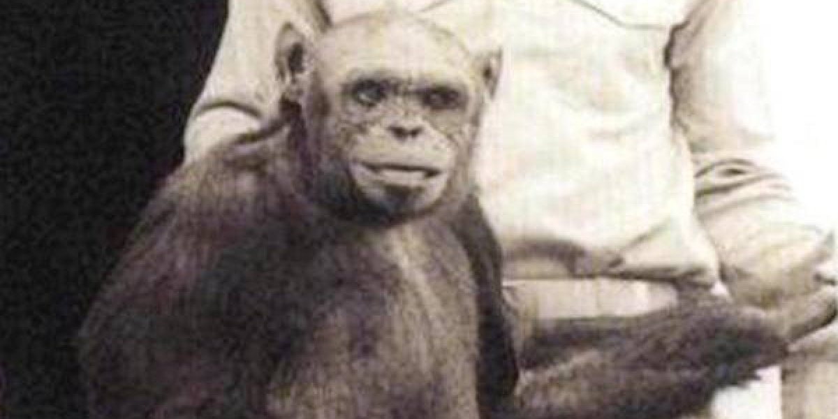 Un híbrido humano y chimpancé habría nacido en un laboratorio de EU Un híbrido humano y chimpancé habría nacido en un laboratorio de EU