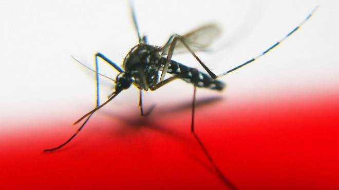 mosquito mosquito