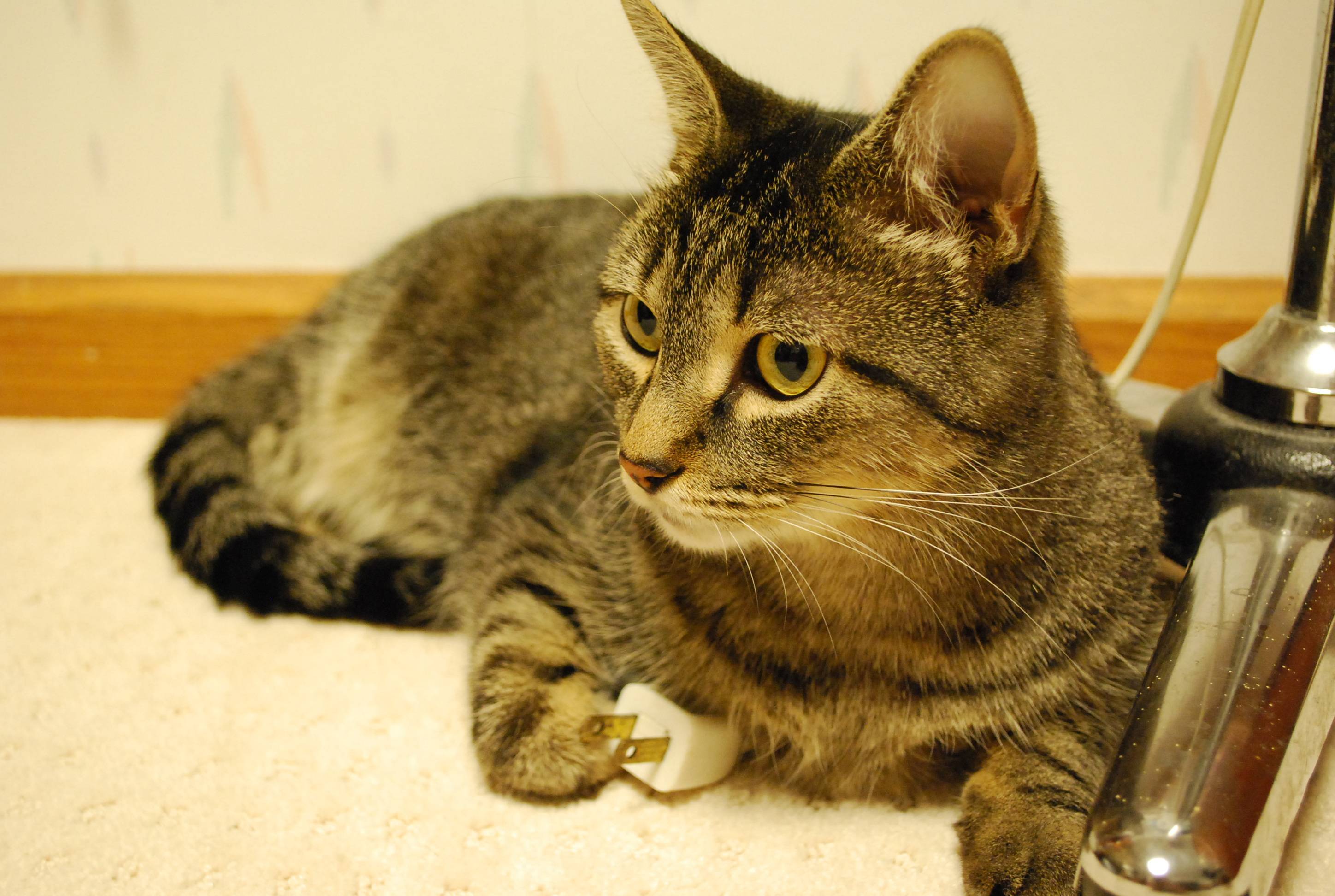 Gatos podrían reconocen su propio su nombre aunque no lo creas, según estudios Gatos podrían reconocen su propio su nombre aunque no lo creas, según estudios