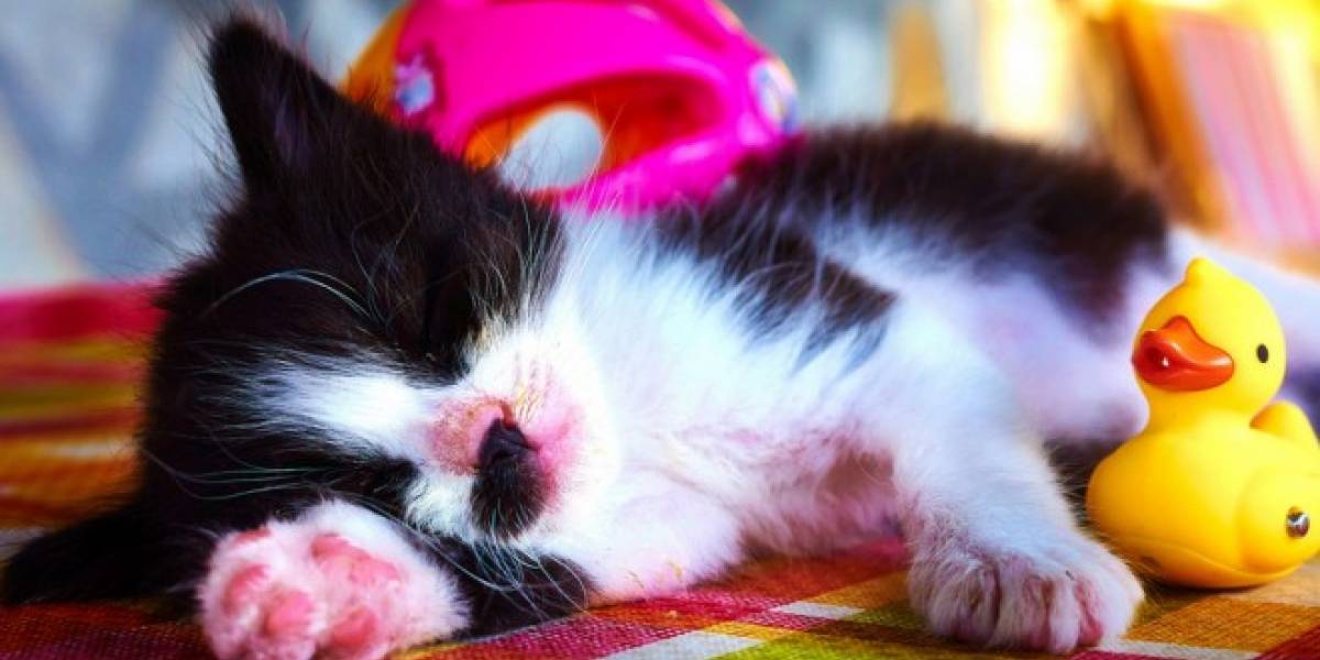 Investigadores encuentran gen culpable de que algunos necesiten dormir más que otros