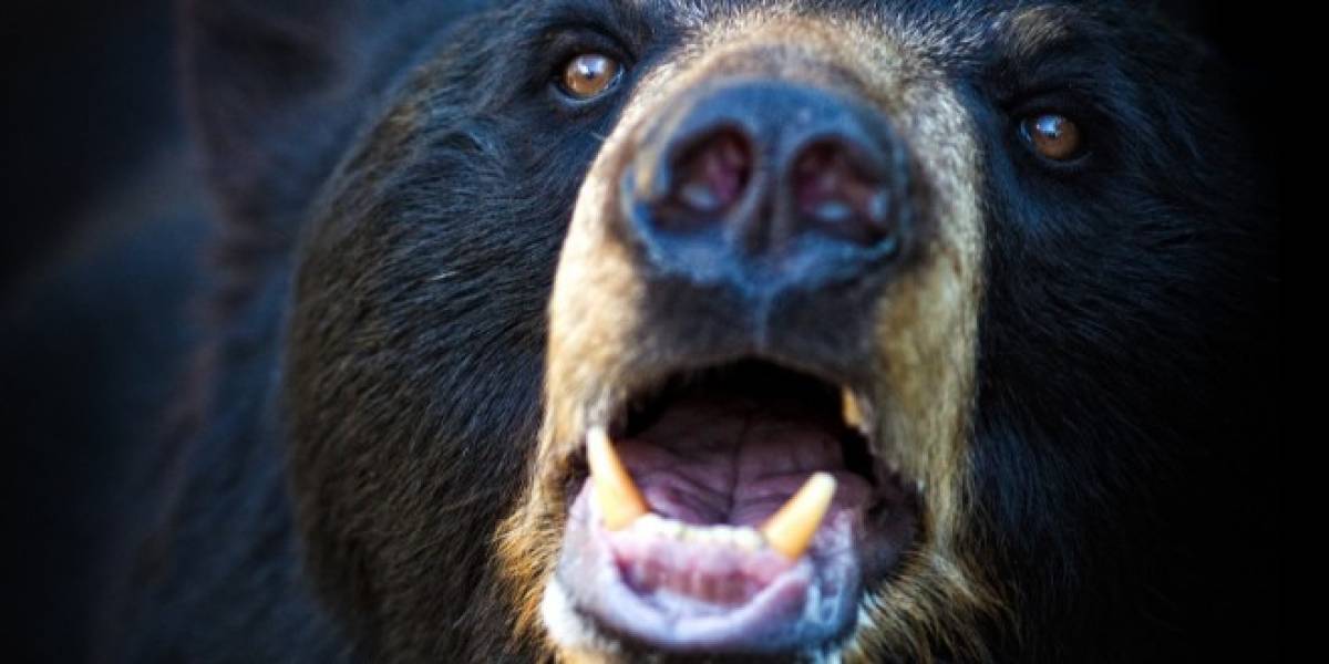 La hibernación del oso negro sería clave para salud de astronautas en viajes prolongados