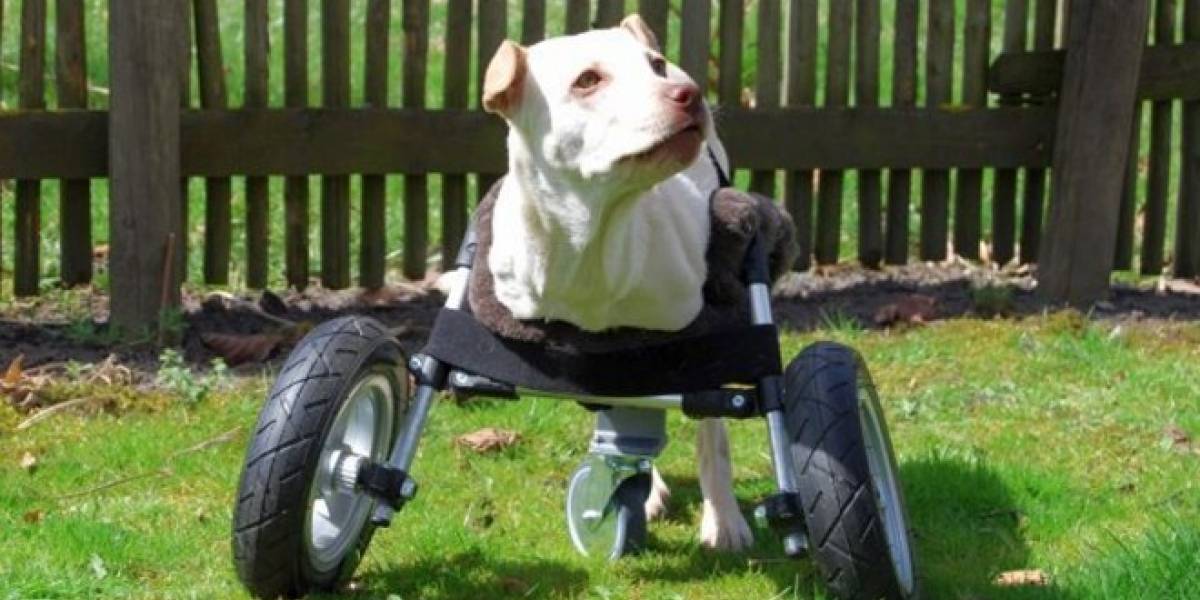 Multec crea unas ruedas para perro de código abierto impresas en 3D