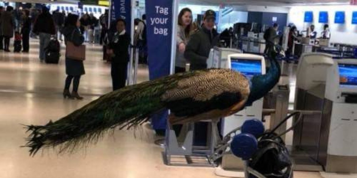 Una mujer intentó subir a un avión con un pavo real