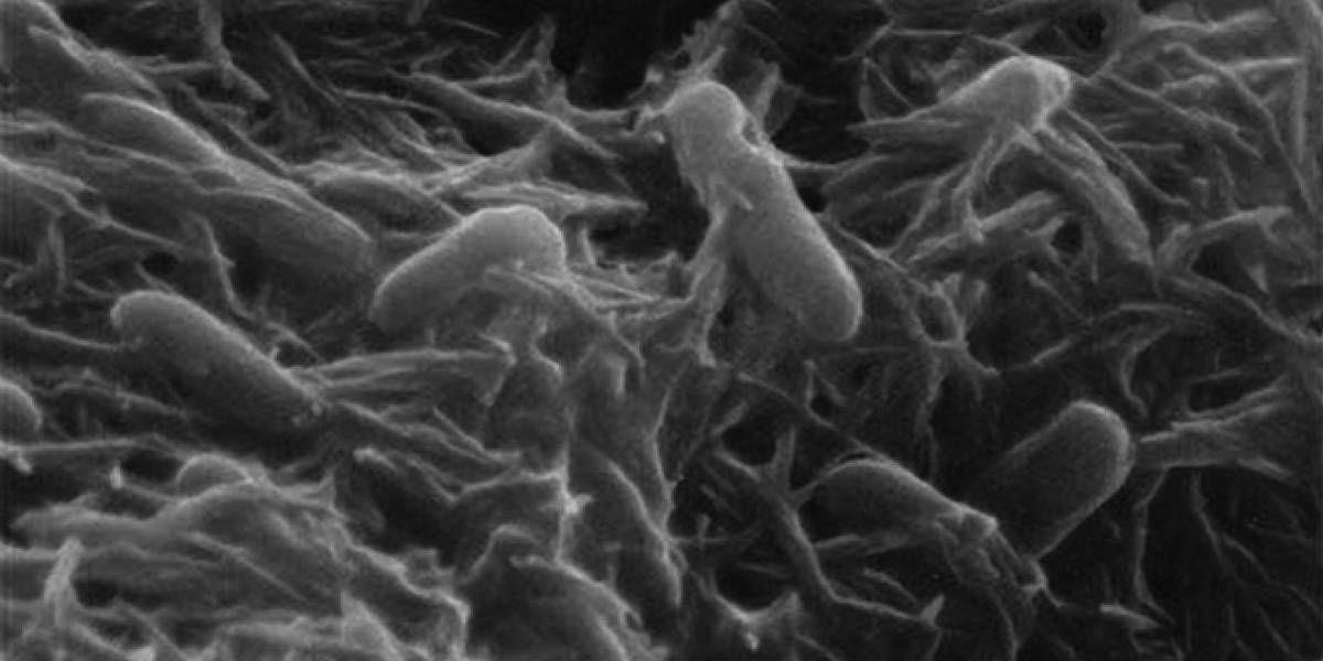 Bio-baterías podrían convertirse en una potencial fuente de energía