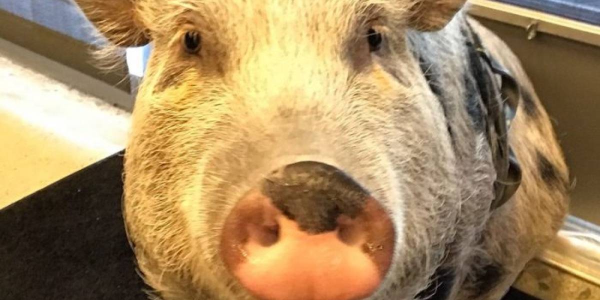Naughty Dog hace captura de movimiento a un cerdo para The Last of Us 2