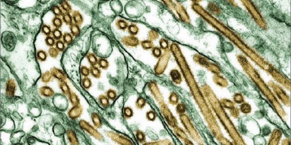 Frankenware: Los virus evolucionan por su propia cuenta