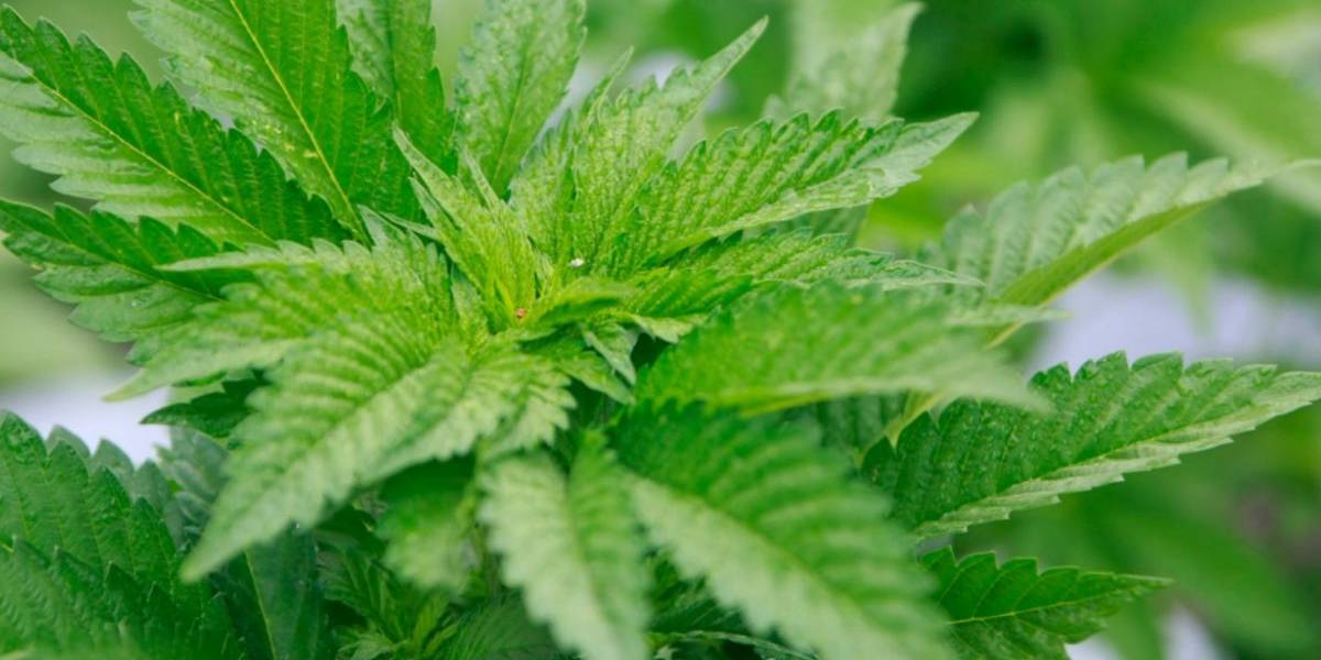 Se fueron en la volá dos policías se llenaron de problemas por culpa de marihuana comestible