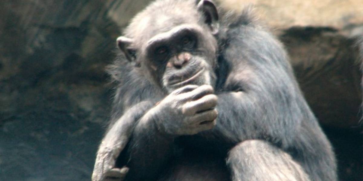 Científicos comprueban que chimpancés pueden recordar películas si tratan de simios