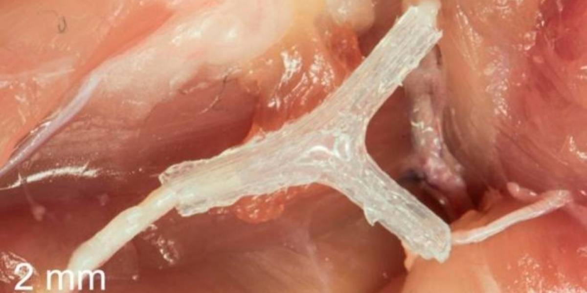 Esta guía milimétrica impresa en 3D ayuda a reconectar tejidos nerviosos