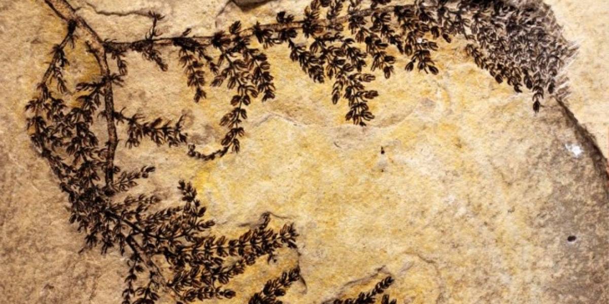 Esta sería la flor más antigua de la historia, y proviene de España
