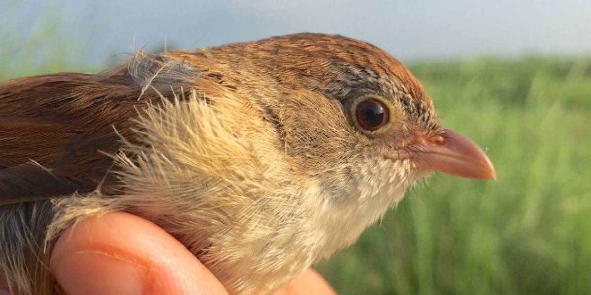 Reaparece un ave extinta hace 74 años