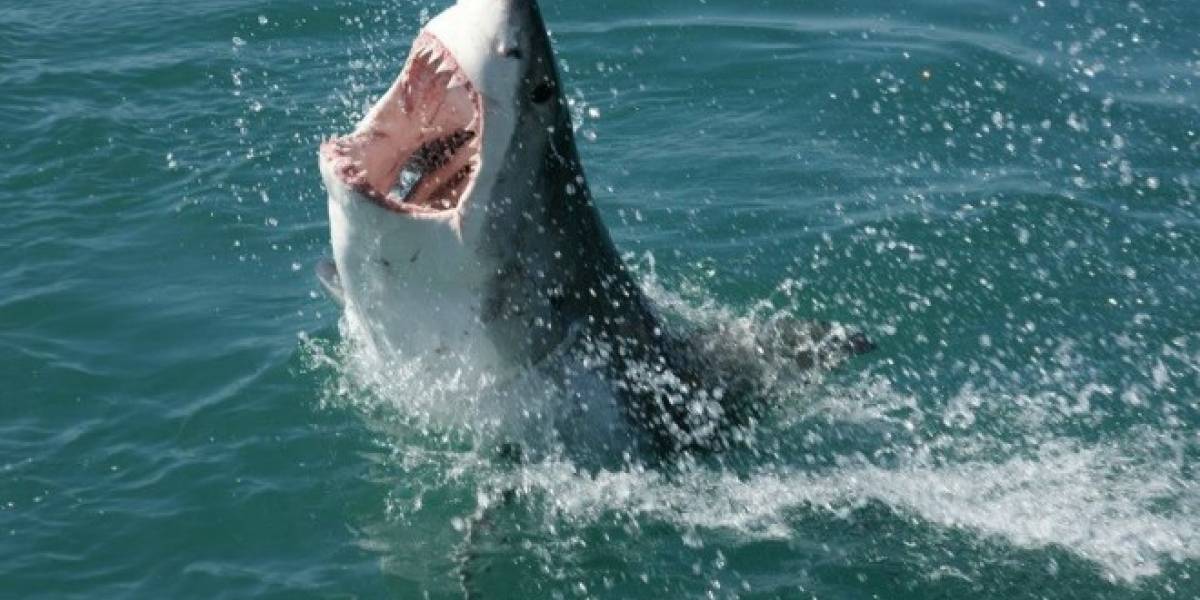 Universitarios construyen motosierras con dientes de tiburón