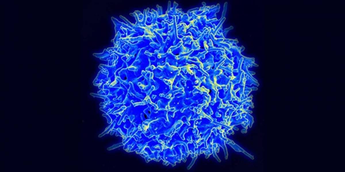 Nueva investigación entrega luces sobre posible cura para el cáncer