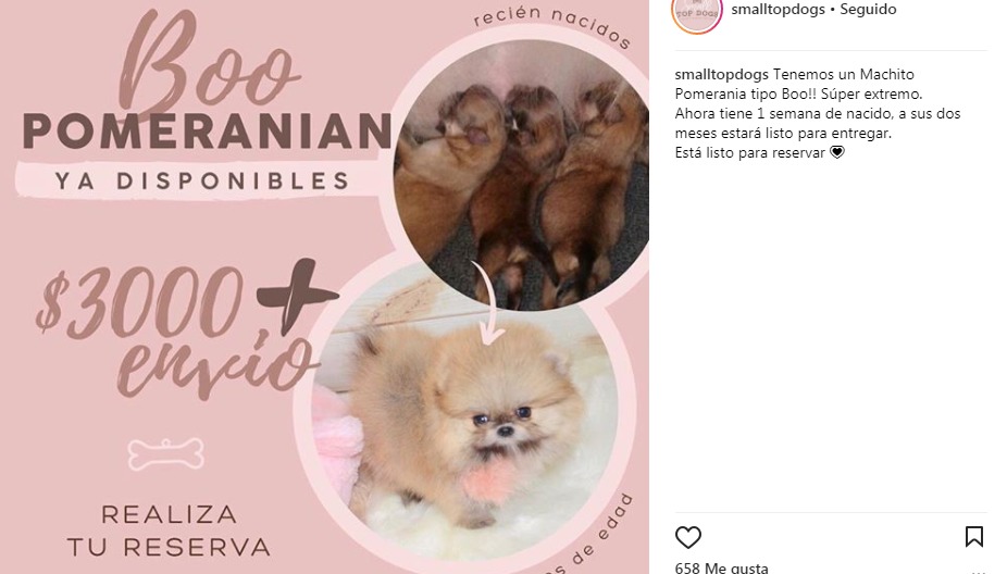 Costo Pomeranian