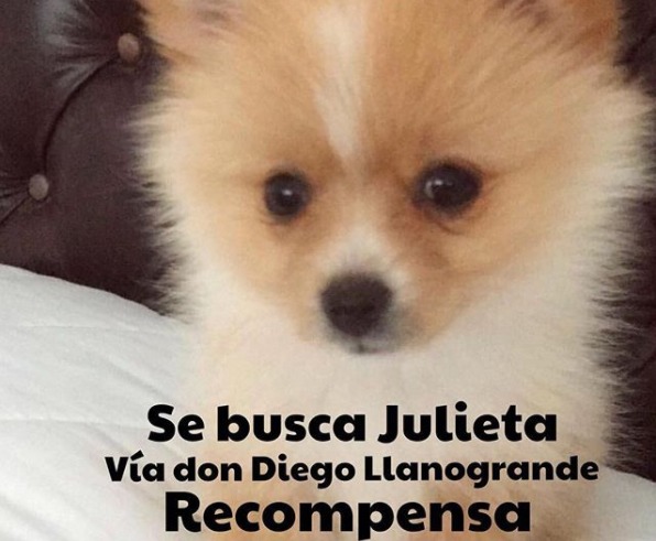 Se busca a Julieta Maluma Se busca a Julieta Maluma