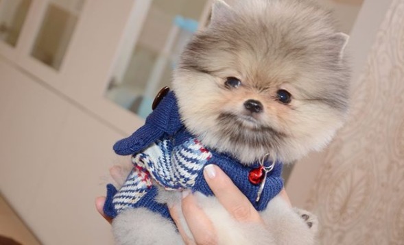 Romeo el pomeranian de Lina Tejeiro Romeo el pomeranian de Lina Tejeiro